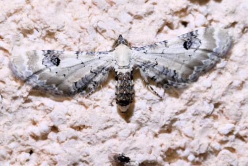 Eupithecia centaureata